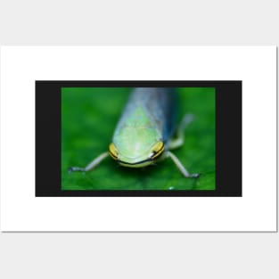 Unique and organic photo of a Cicadellidae Leafhopper Posters and Art